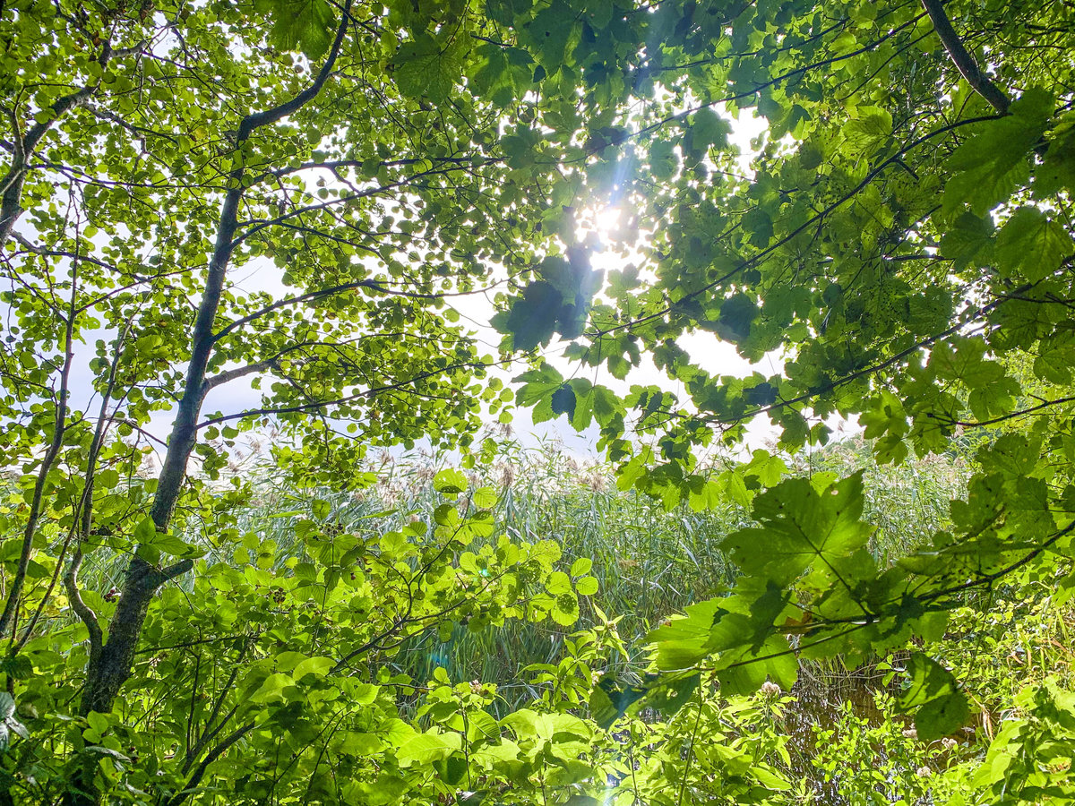 Im Wald an der Sankelmarker Akademie südlich von Flensburg. Aufnahme: 20. September 2020.