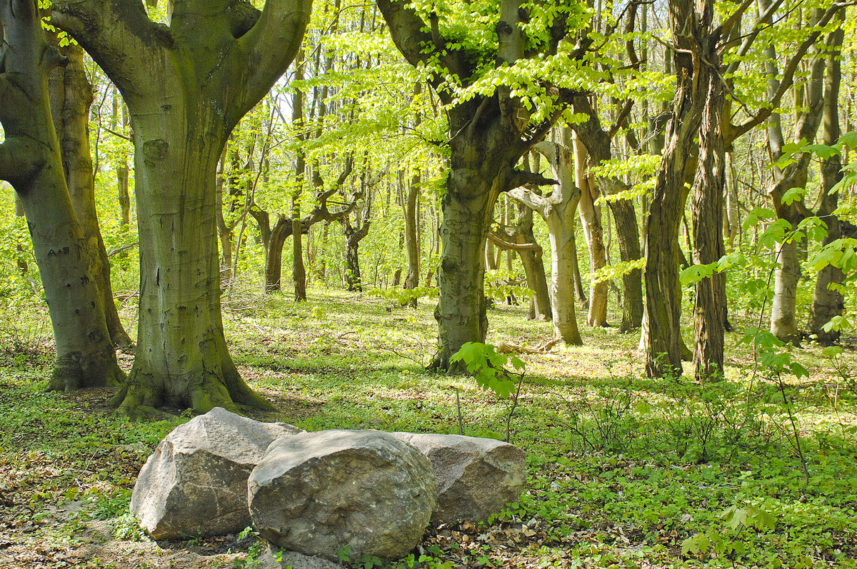 Im Wald an der Swine in Świnoujście (Swinemünde). Aufnahme: 7. Mai 2016.