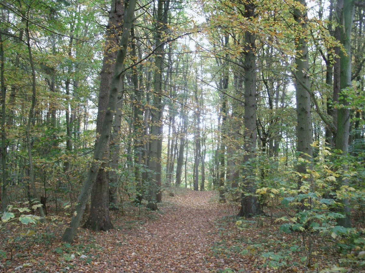 Im Wald bei Patzig am 25.Oktober 2013.