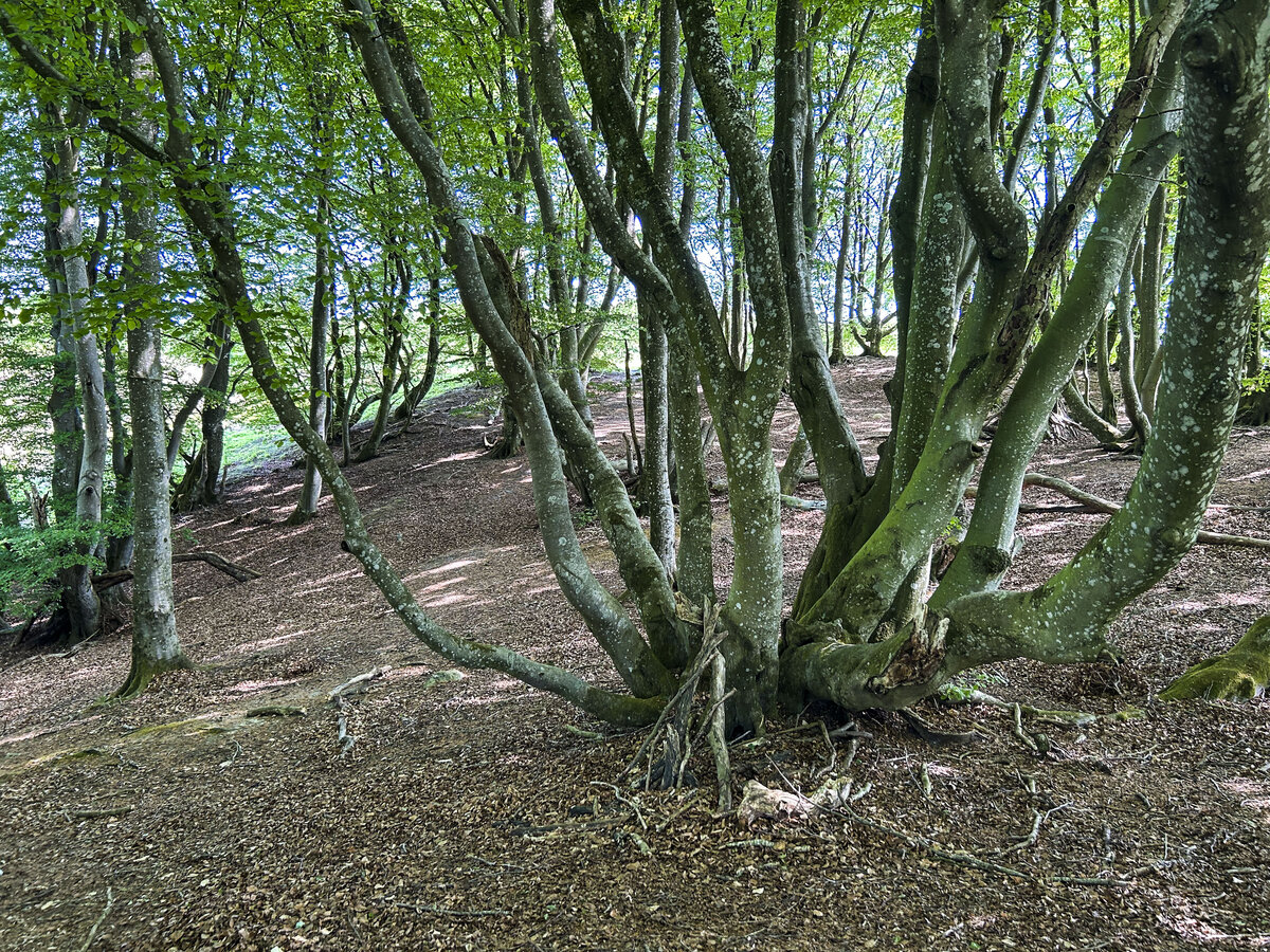 Im Wald von Rebild Bakker in Dänemark. Aufnahme: 22. Mai 2023.