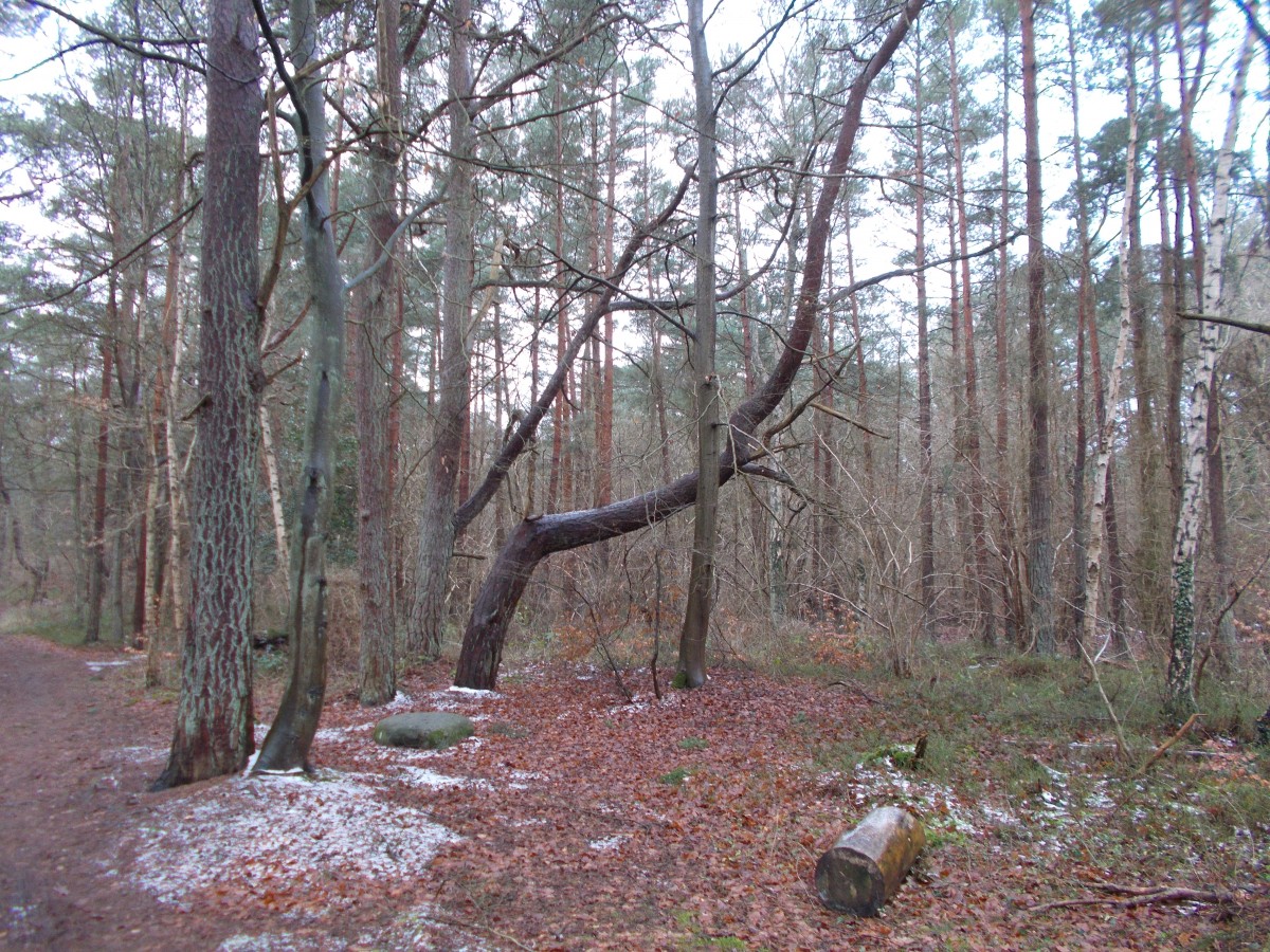 Im Wald,bei den Feuersteinfelder,bei Mukran am 26.Januar 2015.