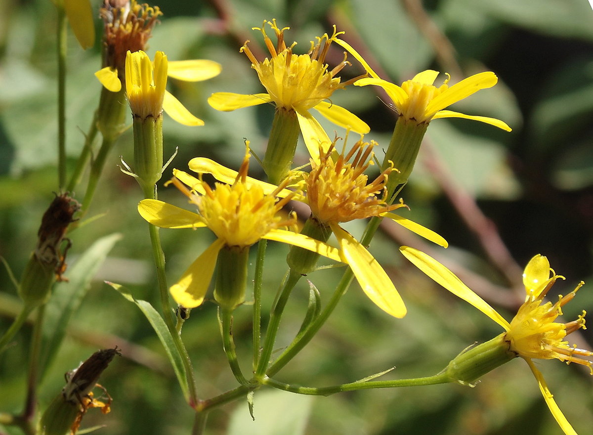 Immer noch blüht das Harzgreiskraut an den Wegrändern und auf Lichtungen im Wald; Aufnahme vom Vormittag des 19.08.2019...