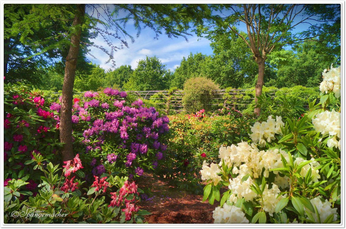 Immer wenn es Mai wird...Jahr für Jahr erfreut uns die Rhododendron-Blüte, vor allem in Norddeutschland fehlt er in keinem Garten. Hier nun ein Foto aus dem Rhododendron-Park in Bremen Horn-Lehe. Vorausgesetzt das Wetter zeigt sich von seiner besten Seite, dann leuchten die Büsche in allen Farben. Ende Mai 2020.