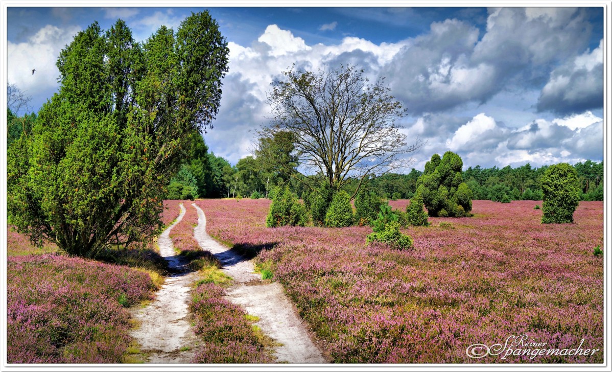 Impressionen aus der Dübelsheide bei Faßberg/Oberohe in der Südheide, August 2014