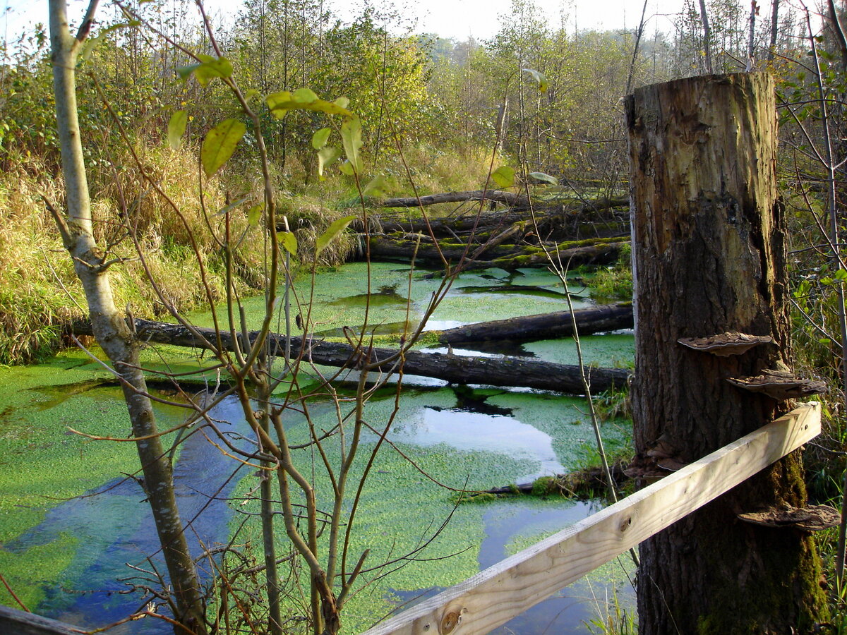 in den Auenwäldern der Rheinebene im Breisgau, Nov.2006