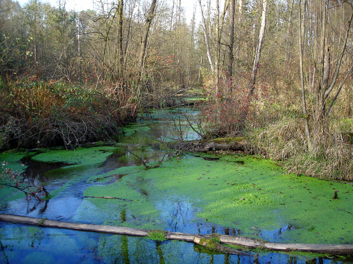 in den Auenwäldern in der Rheinebene im Breisgau, Nov.2006