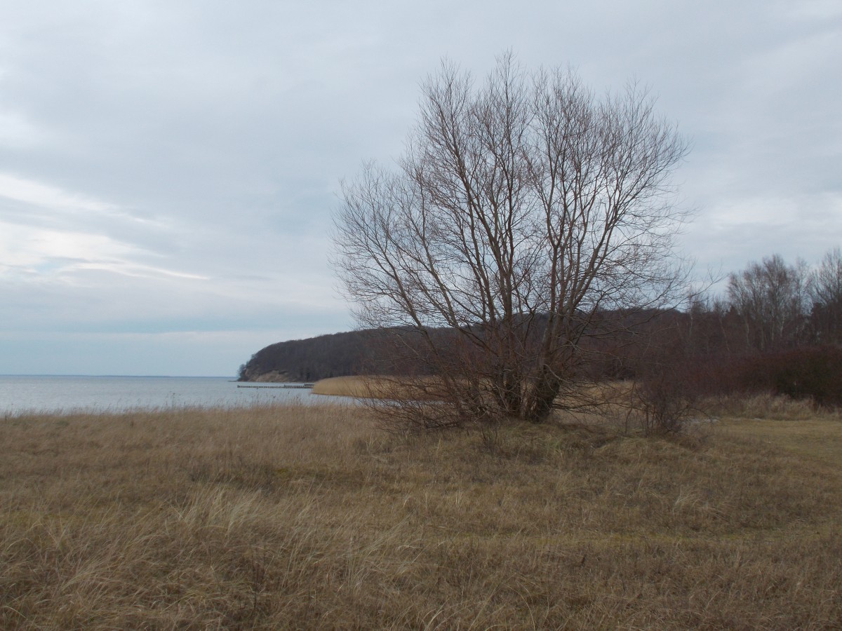 In einer Bucht am Großen Jasmunder Bodden,am 21.Februar 2015,bei Lietzow.