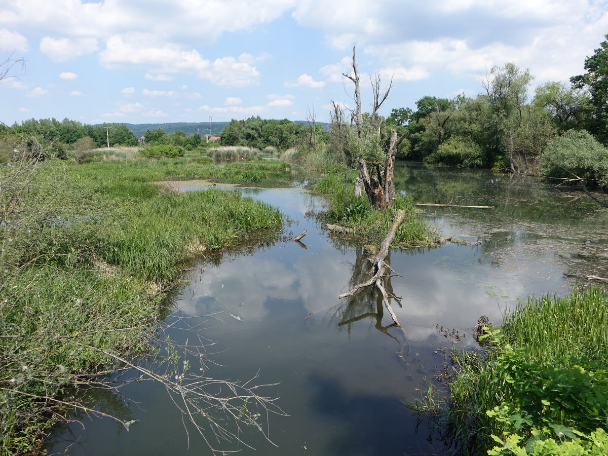 In den Donauauen bei Aholfing, Lkr. Straubing (02.06.2017)