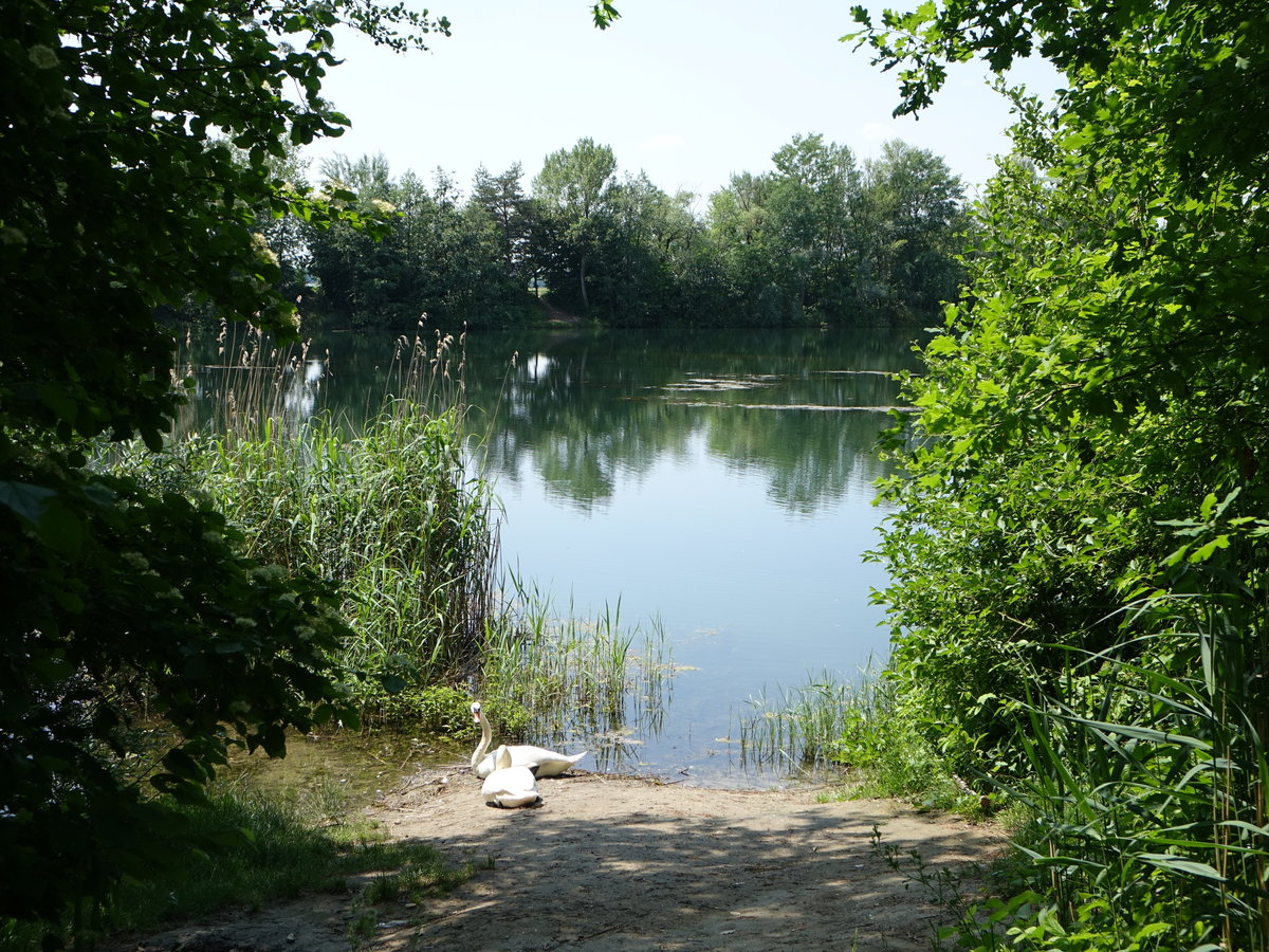 In den Donauauen bei Aholfing, Lkr. Straubing-Bogen (02.06.2017)