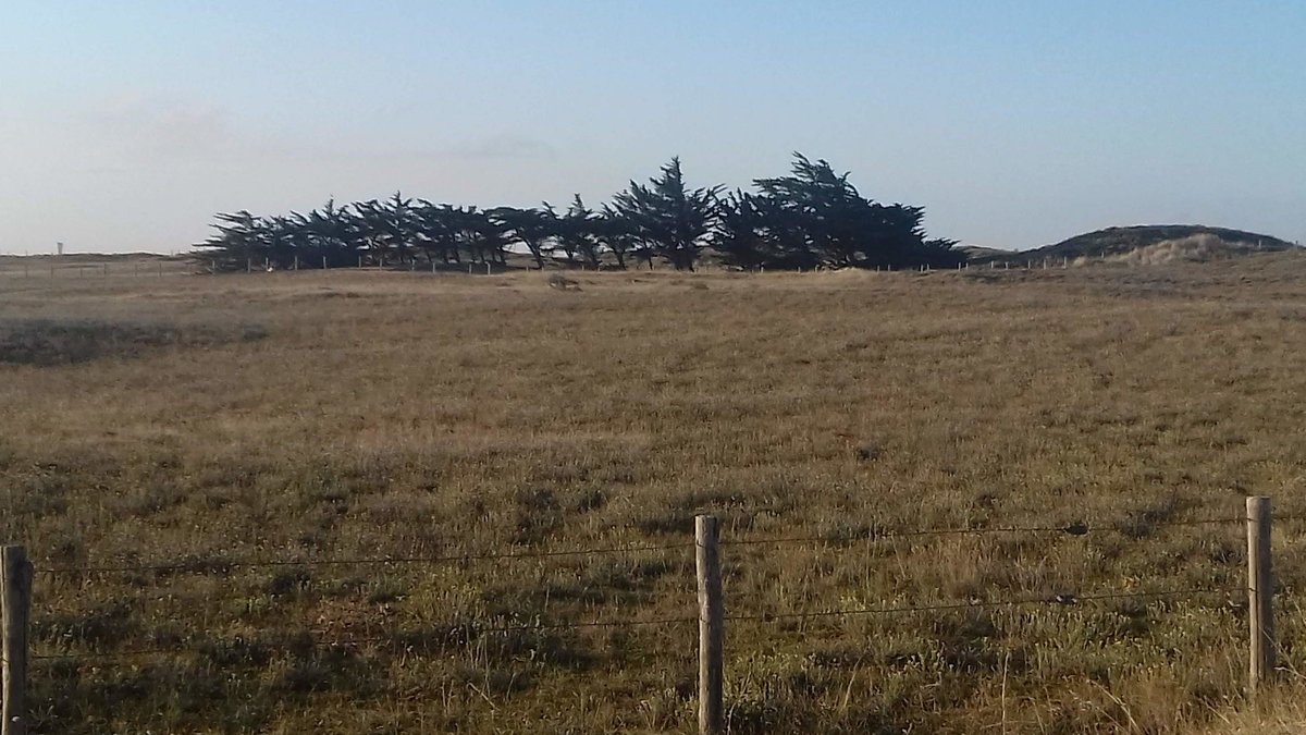 In den Dünen von Barbatre, Insel Noirmoutier, am 10.09.2019.