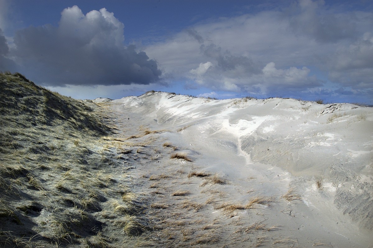 In den Dünen von Norderney. Aufnahme: März 2008.