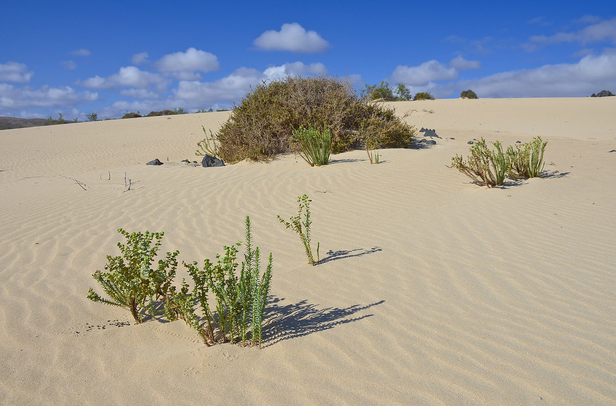 In den Dünen vom Parque Natural de Corralejo auf der Insel Fuerteventura in Spanien. Aufnahme: 18. Oktober 2017.