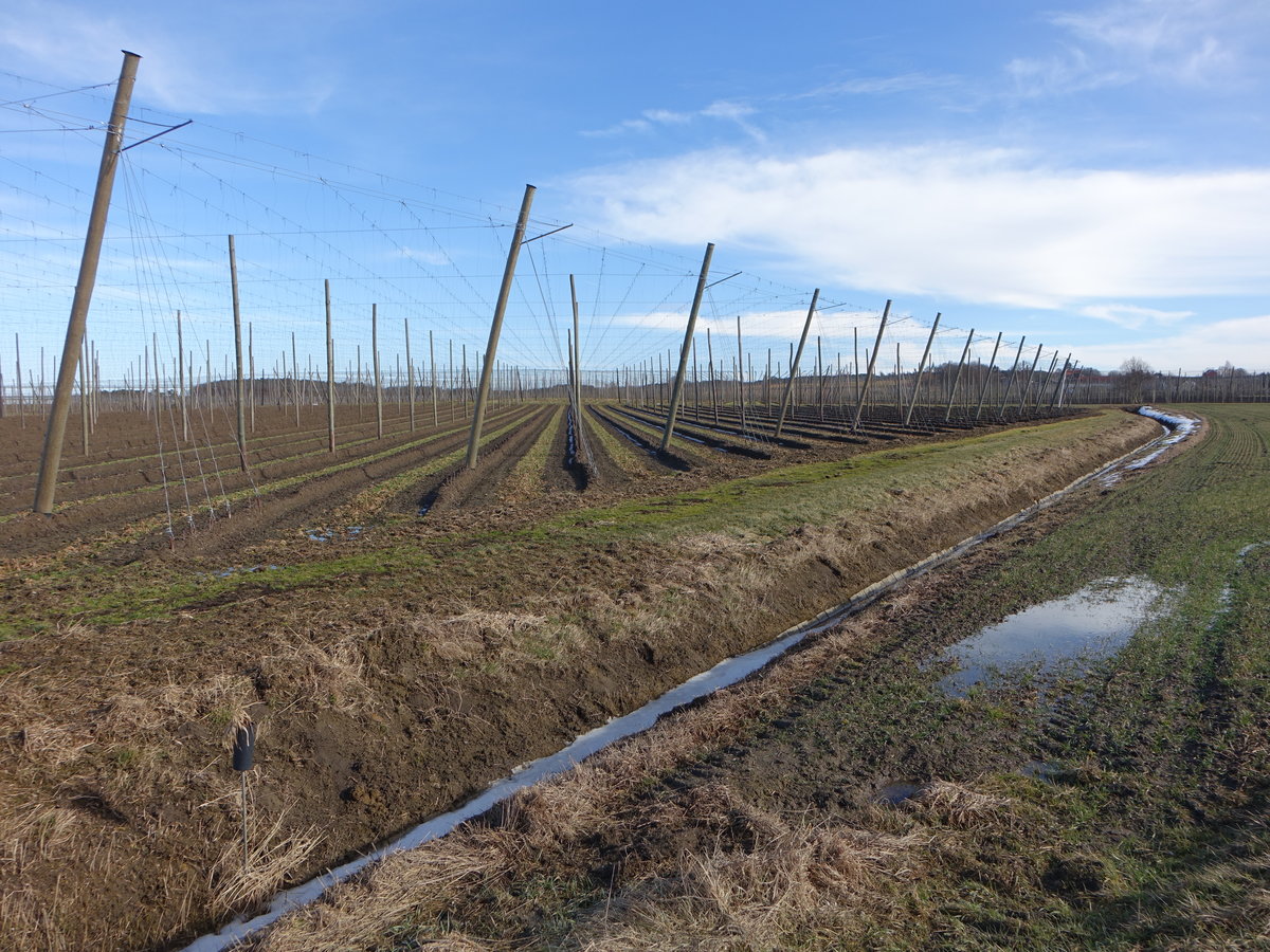 In der Hallertau bei Niederulrain (05.02.2017)