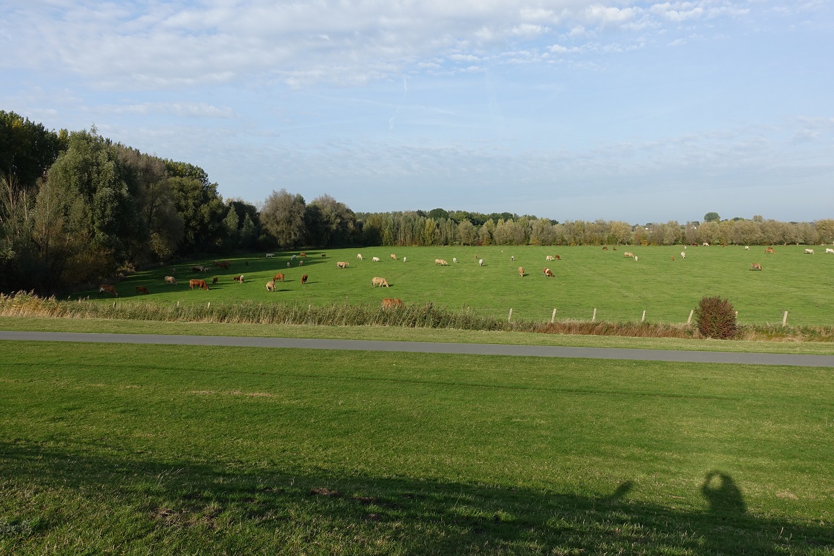 In der Haseldorfer Marsch am 15.10.2019: Blick in das frühere Deichvorland mit den weidenden Tieren /