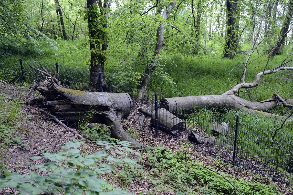 In kleine Stücke gesägtes Fallholz, das durch den Wildschweinzaun zwischen Dänemark und Deutschland geteilt wurde. Das Foto stammt vom Gendarmenpfad bei Padborg (deutsch Pattburg). Aufnahme: 28. Mai 2023.