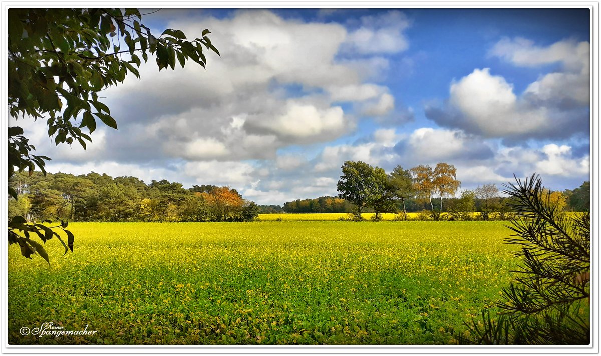 In leuchtend bunten Farben, der Herbst im Heiderandgebiet zwischen Wesseloh und Wintermoor.
Neben der üblichen Laubfärbung zu dieser Zeit beeindruckt das weit hin sichtbare Leuchten vom  Weißen Senf , verwandt mit dem Raps, der aber im Mai blüht. Ende Oktober 2020