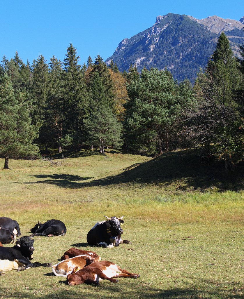 In der Nähe der Gröbl Alm in Mittenwald liegt diese sonnige Weide mit Blick auf das Karwendelgebirge. 09.10.2014