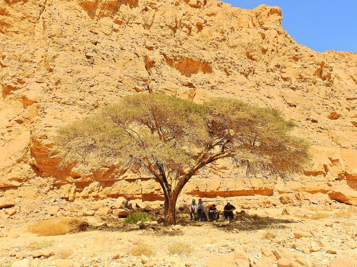 In der östlichen, ägyptischen Sahara ist eine Akazie ein willkommener, seltener Schattenspender. Die Aufnahme entstand in einem Wadi im Galala Gebirge am 14.04.2017.