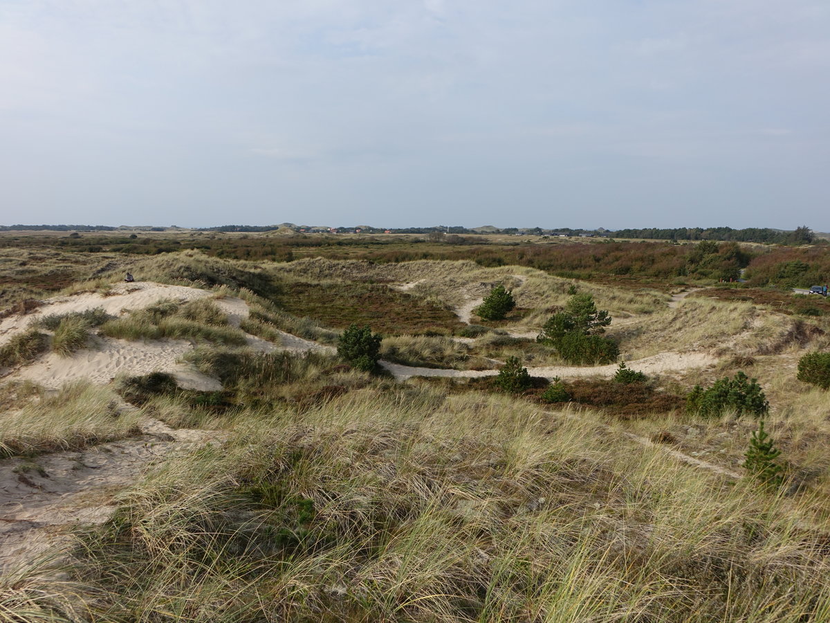 In den Wanderdünen an der Nordspitze Jütlands (23.09.2020)