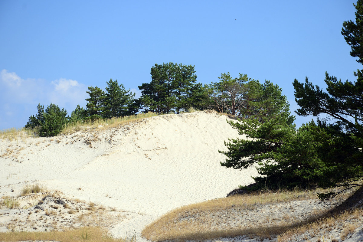 In den Wanderdünen bei Czołpino (deutsch Scholpin) in Hinterpommern. Aufnahme: 18. August 2020.