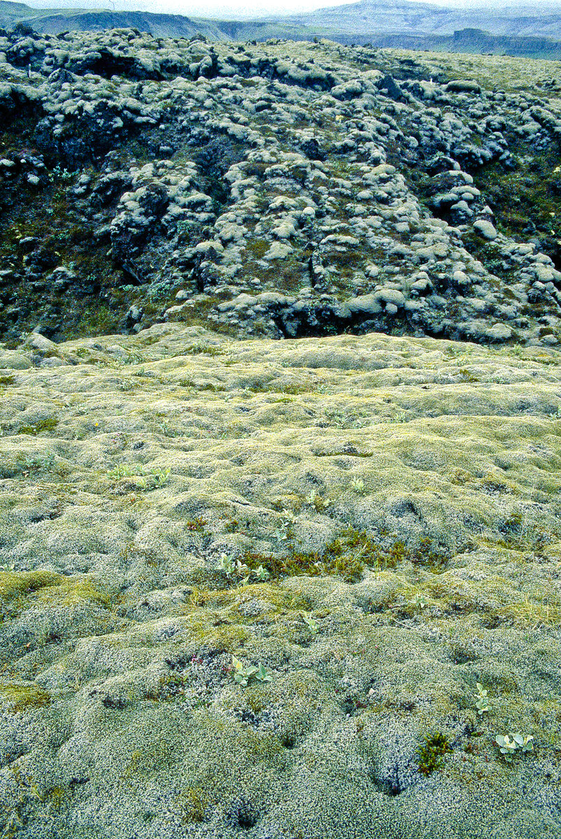 Isländische Moslandschaft in Reykjanesfólkvangur. Bild vom Dia. Aufnahme: August 1995.