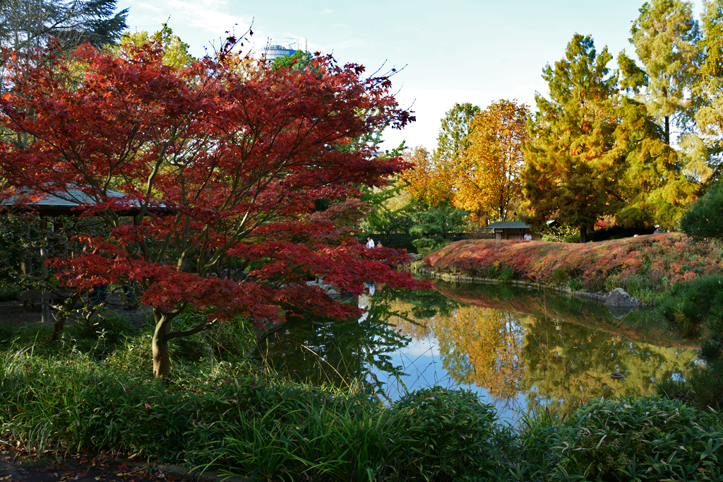 Japanischer Garten in der Bonner Rheinaue - 01.11.2014