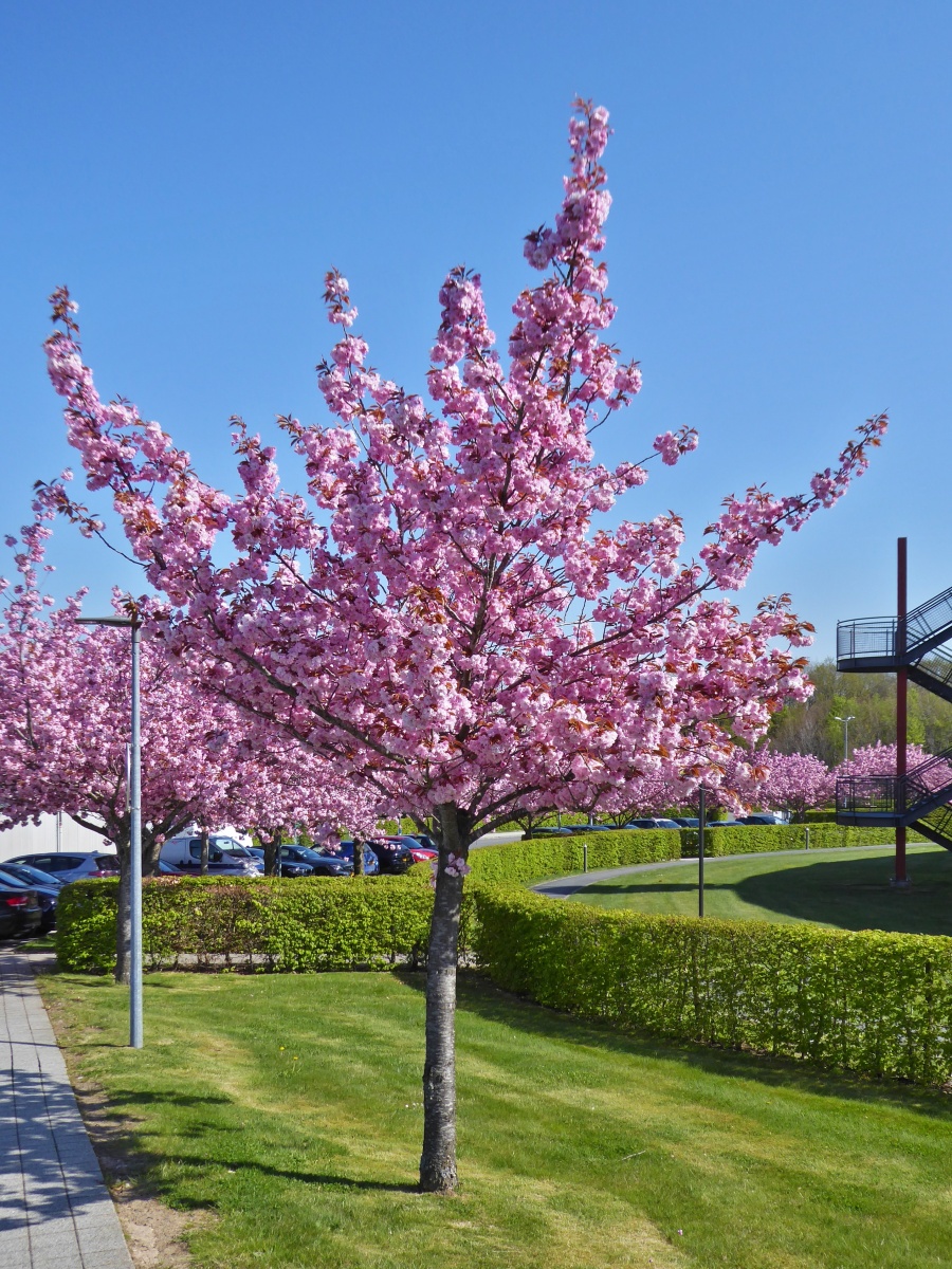 Japanischer Kirchblüttenbaum nahe den Schulkomplex in Hosingen. Parc Hosingen. 04.2022