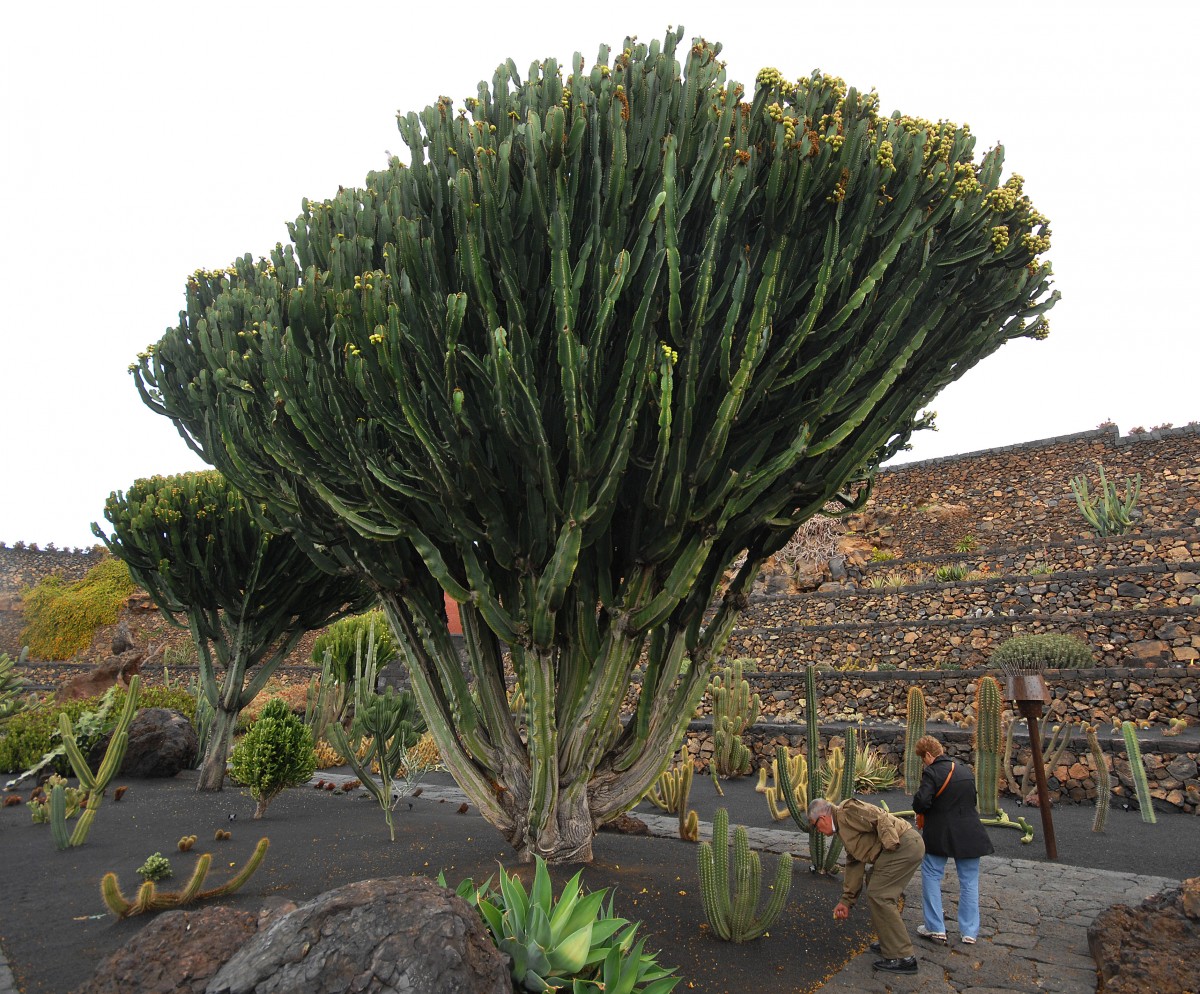 Jardín de Cactus bei Guatiza. Aufnahmedatum: 24. April 2011.