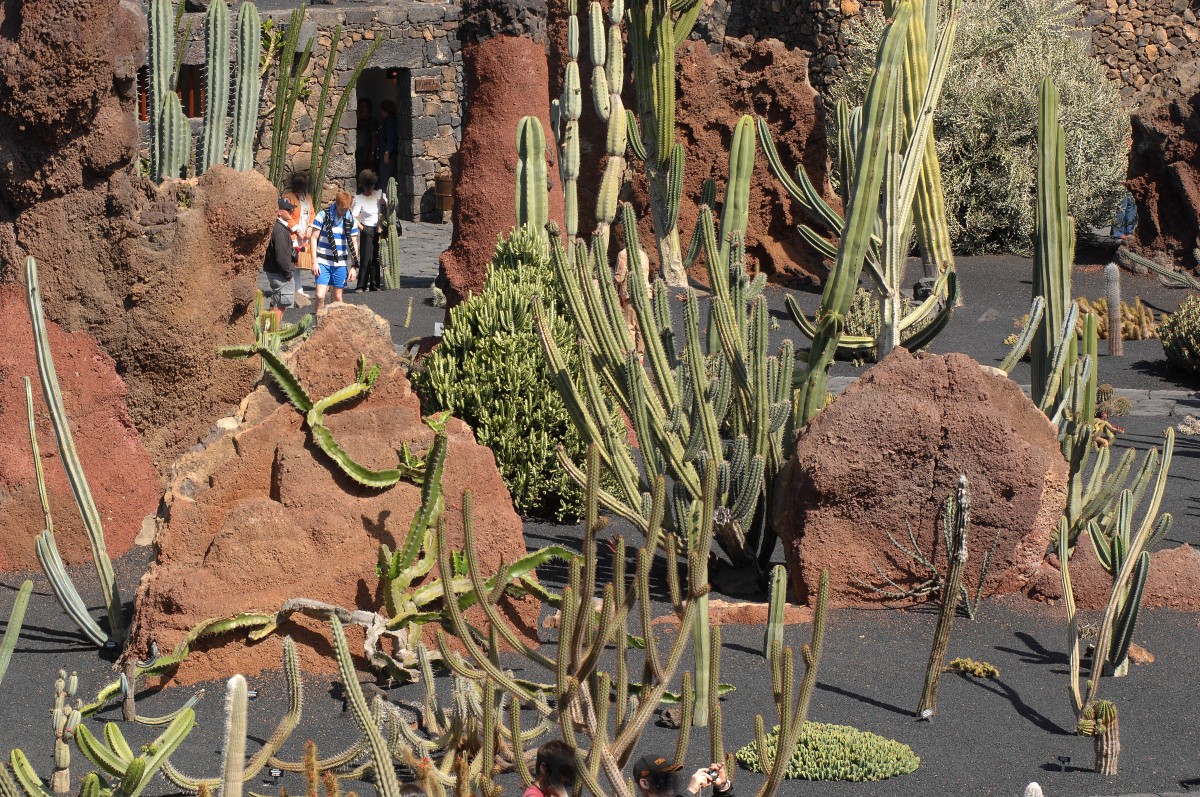 Jardín de Cactus bei Guatiza. Aufnahmedatum: 24. April 2011.