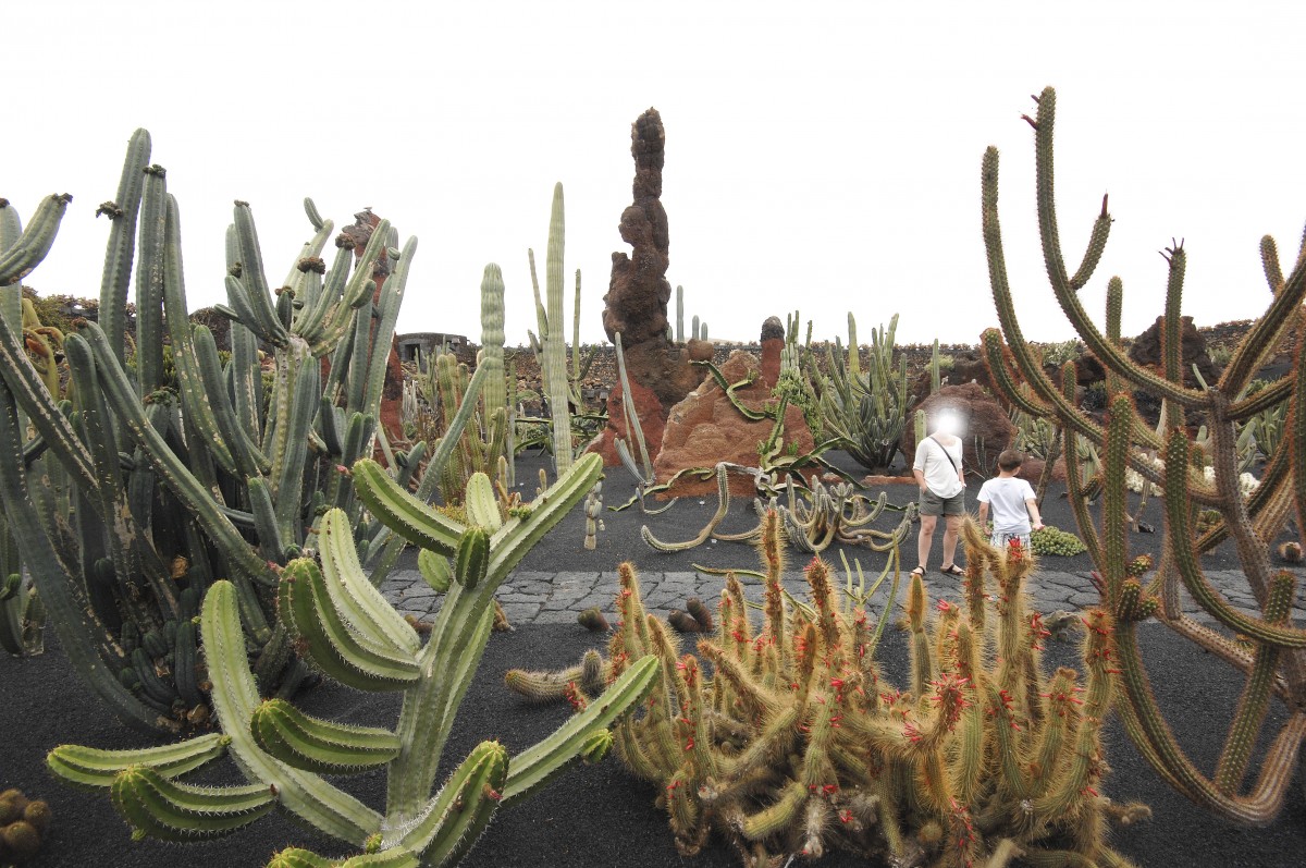 Jardín de Cactus bei Guatiza. Aufnahmedatum: 24. April 2011.