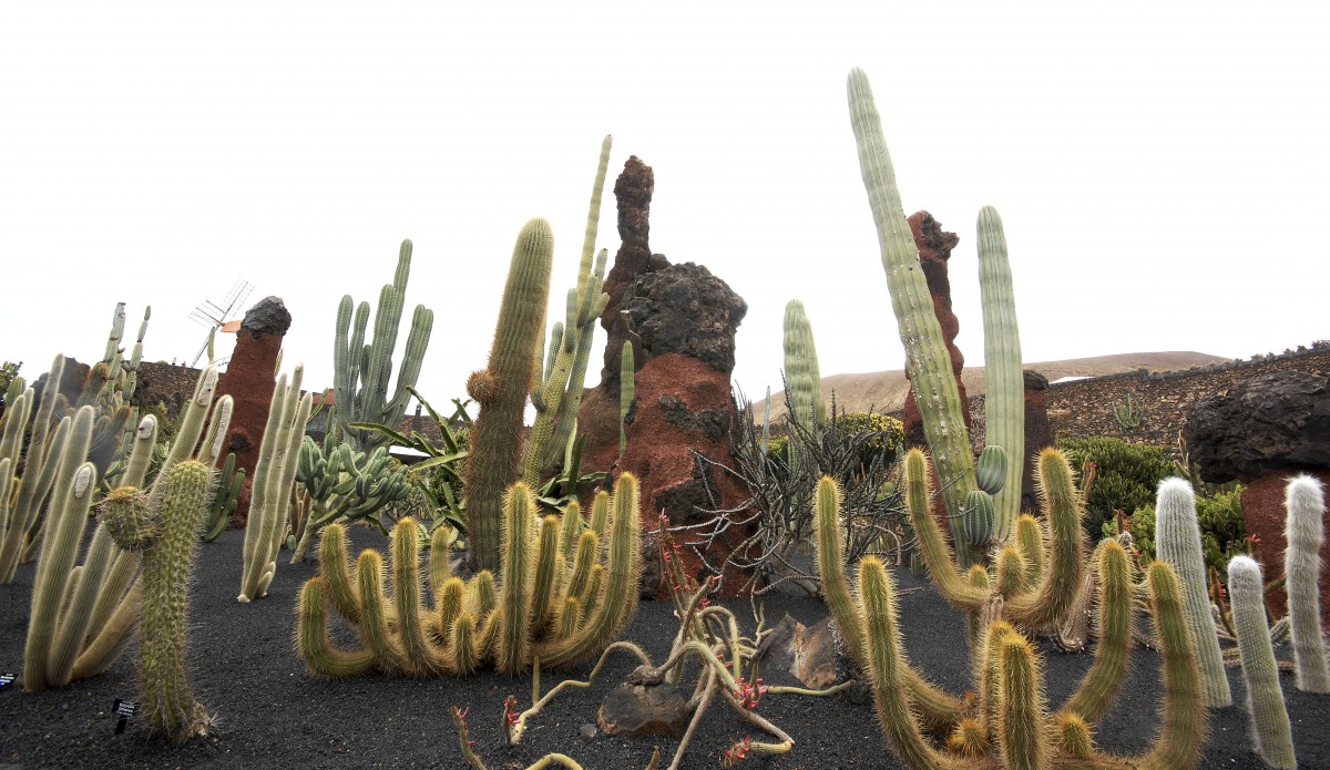 Jardín de Cactus bei Guatiza. Aufnahmedatum: 24. April 2011.