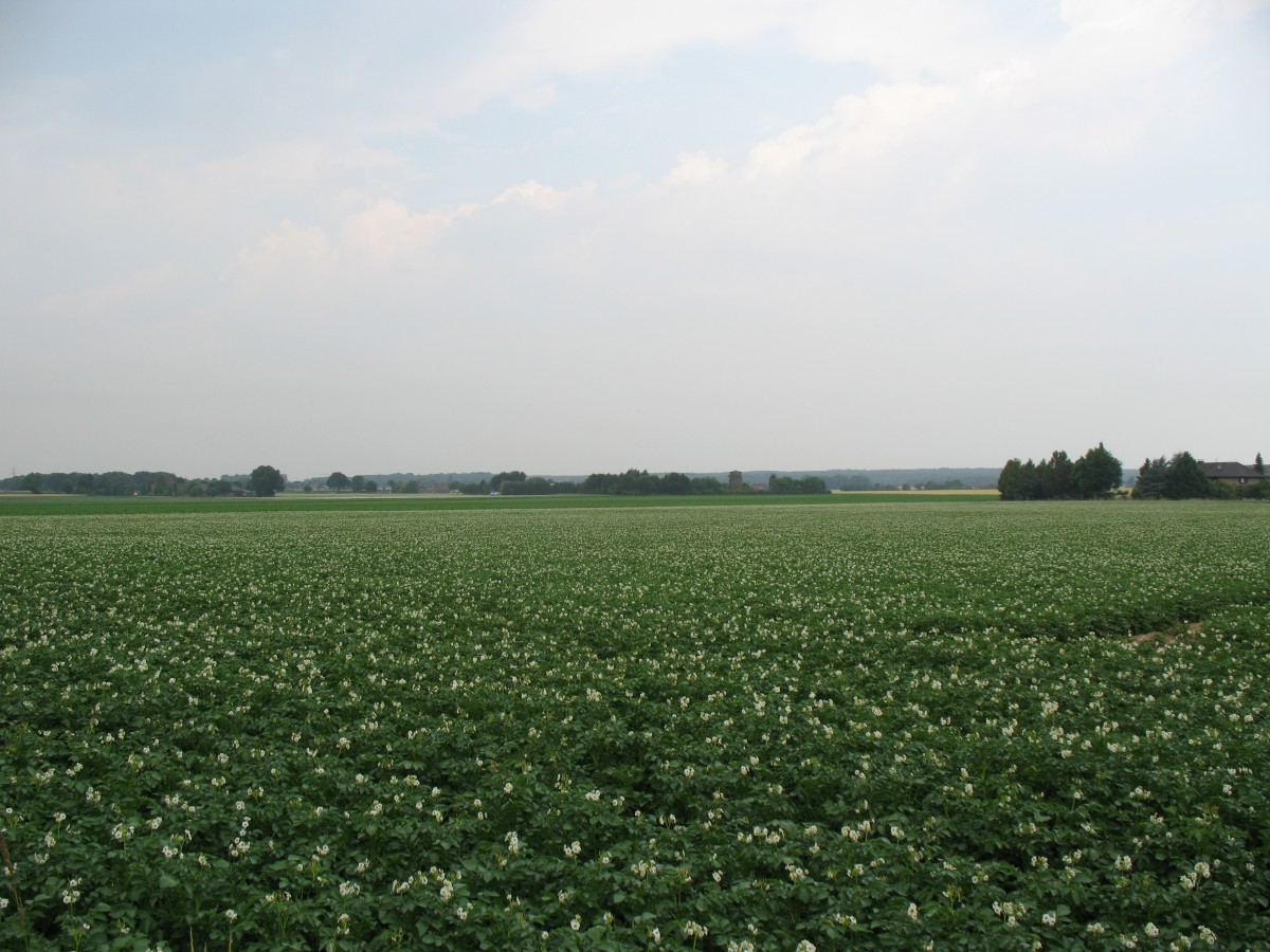 jede Menge Kartoffeln, Niersenbruch, Kamp-Lintfort, 2015-07-05-10-22-44