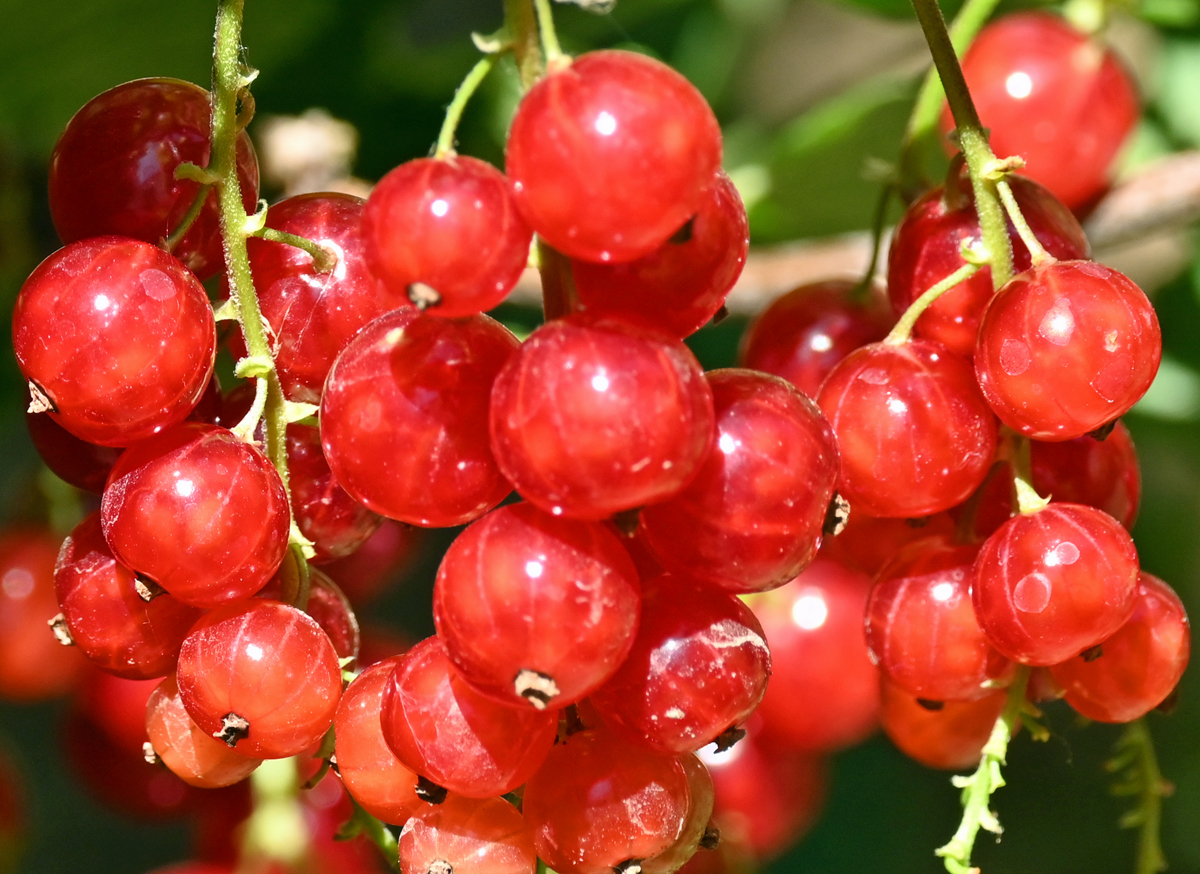 Johannisbeeren im Garten - 16.06.2022