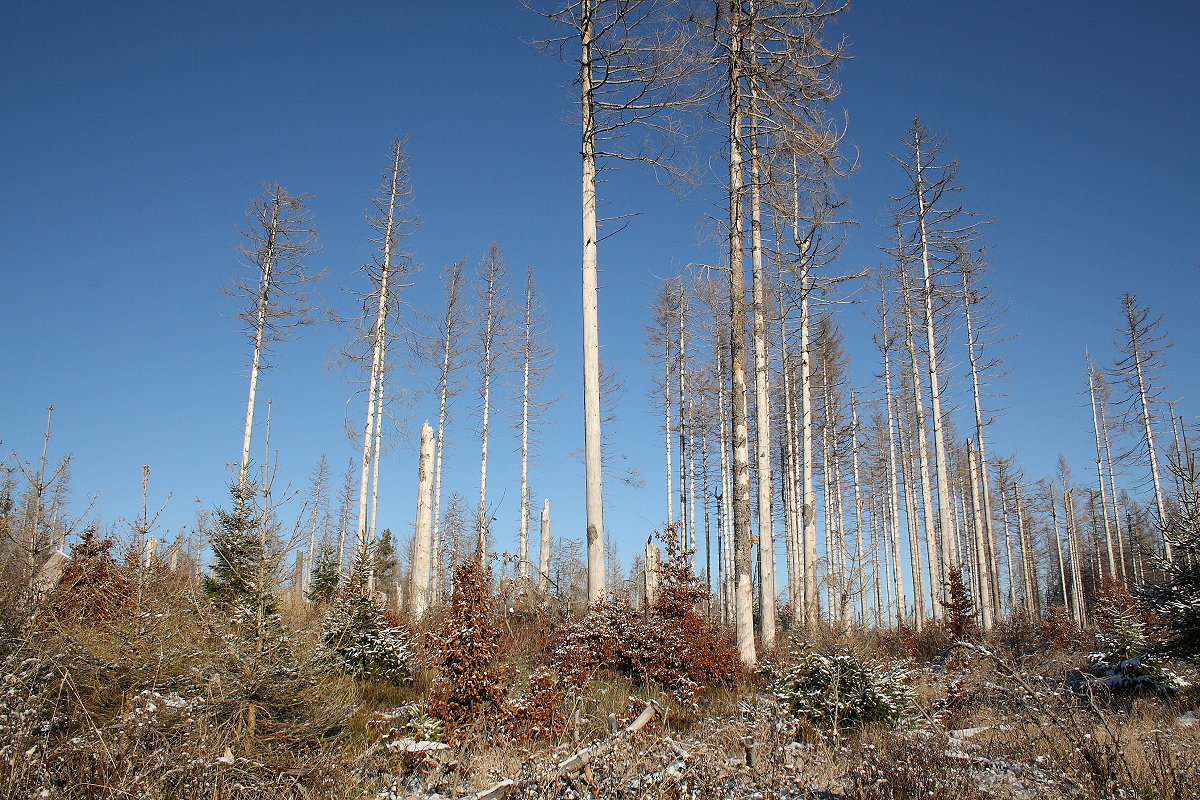 Junge und alte Bäume, lebendige und tote unter Schnee und unter einem weiten dunkelblauen Himmel; Aufnahme vom Nachmittag des 21.11.2022 auf der Hahnenkleer Waldstraße...