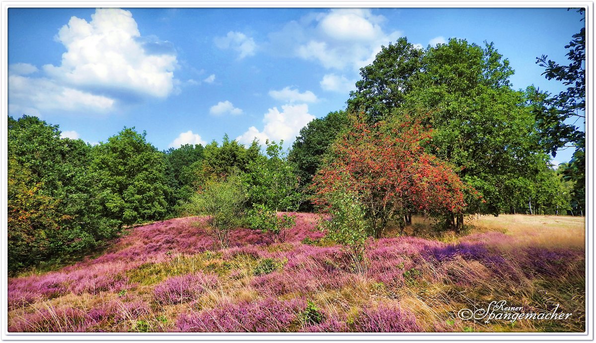 Jungemann's Heide bei Oberhaverbeck, Naturschutzgebiet Lüneburger Heide im August 2019