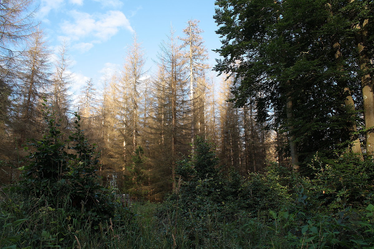 Junger Laubwald vor dem toten in der Abendsonne aufleuchtenden Fichtenwald; die Laubbäumchen sind unterschiedlich hoch und also unterschiedlich alt - niemand hat sie gepflanzt, die Natur hat sie selbst hervorgebracht; Abend des 02.08.2021...