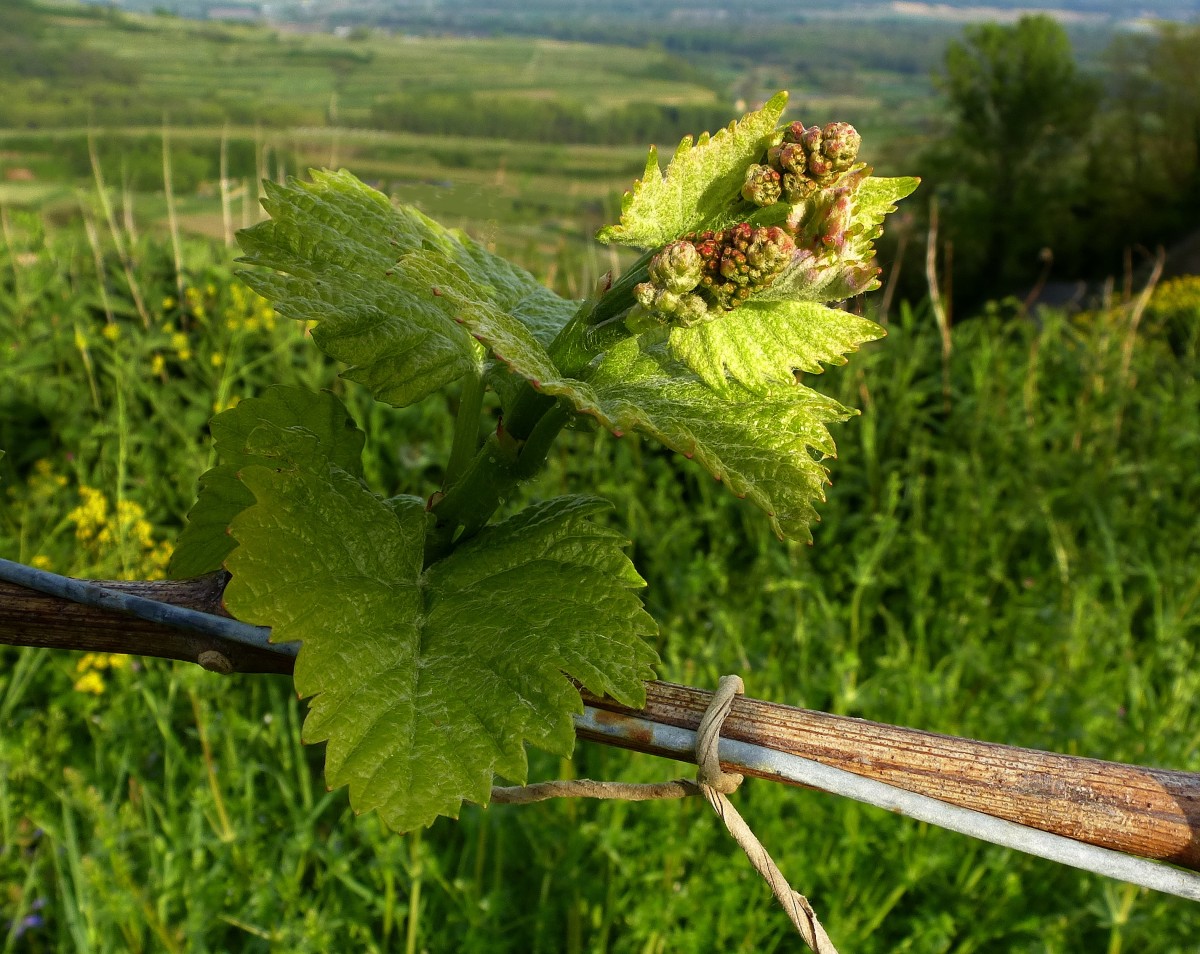 junger Rebaustrieb mit Bltenknospen, Kaiserstuhl im April 2015