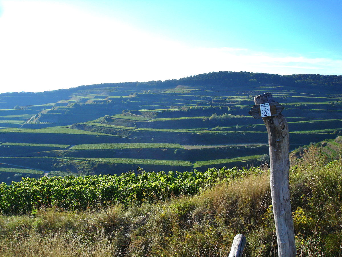 Kaiserstuhl, Blick auf die bekannte Weinlage  Bageige  im inneren Kaiserstuhl bei Oberrotweil, Okt.2004