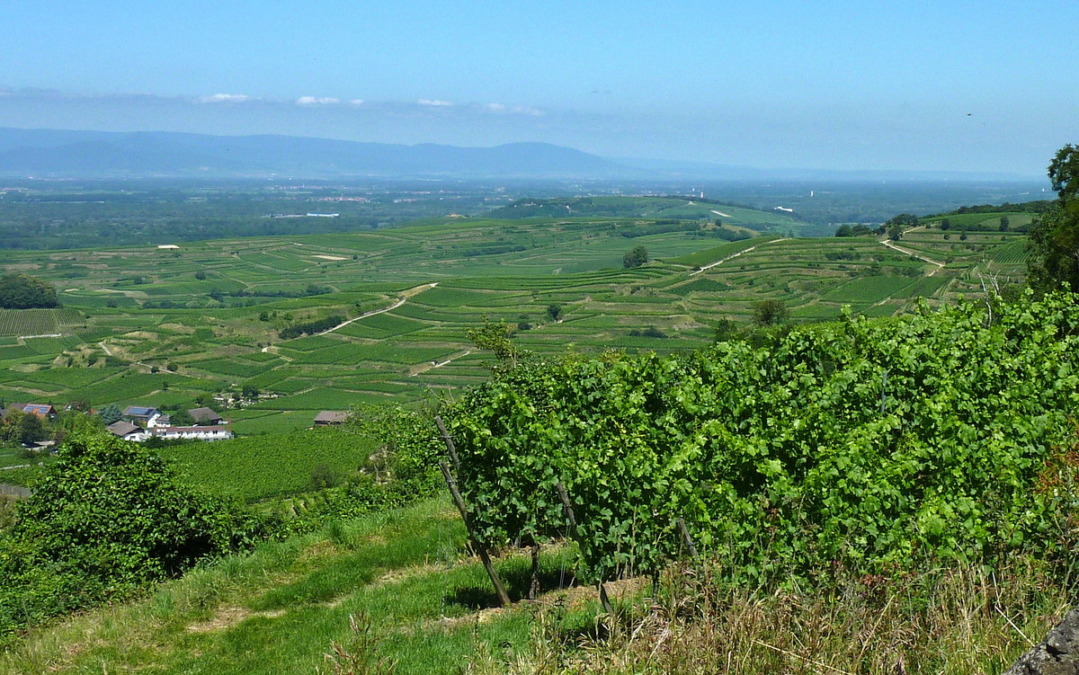 Kaiserstuhl, Blick von der Mondhalde in die Rheinebene Richtung Norden, am Horizont die Vogesen, Juni 2011 