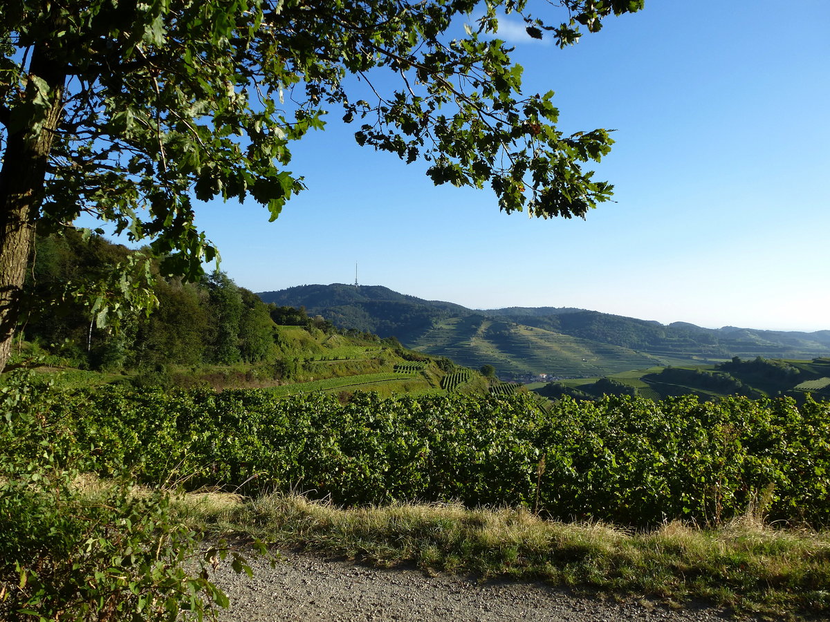 Kaiserstuhl, Blick von der Oberbergener Strae, auf dem Weg von Oberbergen nach Leiselheim hat man diesen herrlichen Ausblick, Sept.2016