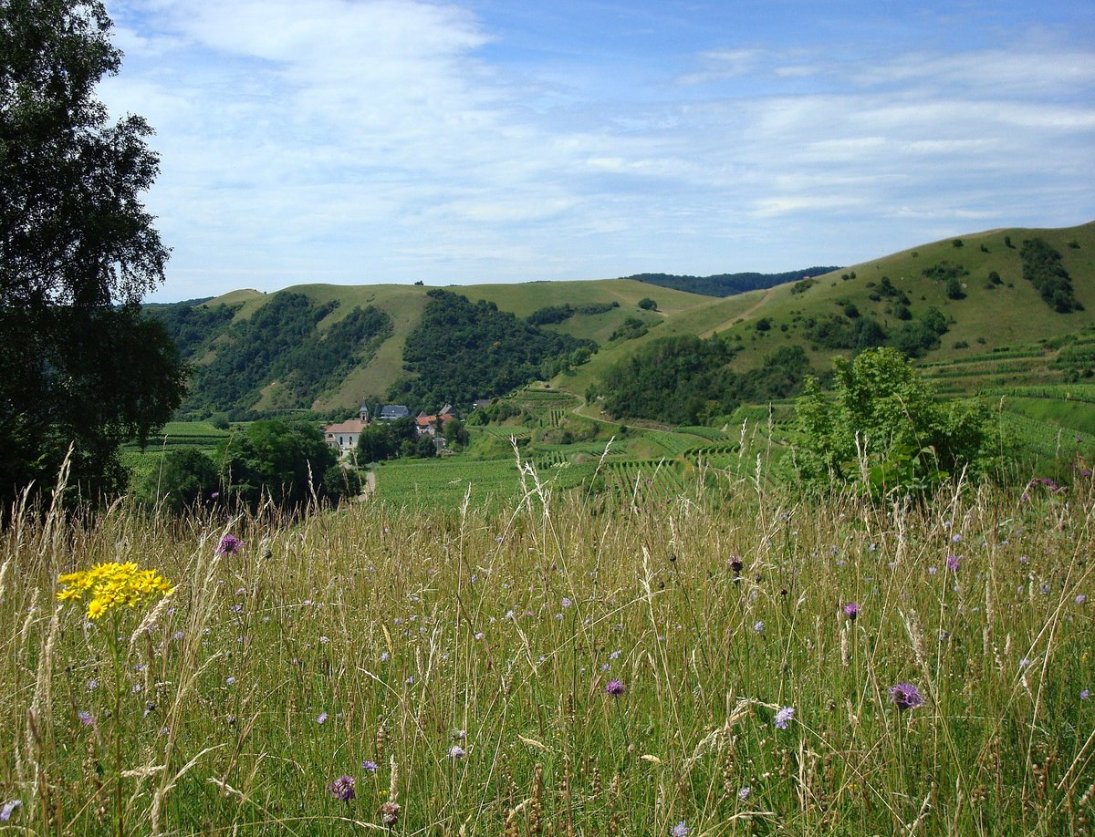 Kaiserstuhl, Blick von Osten auf das Naturschutzgebiet Badberg im inneren Kaiserstuhl, Juli 2008