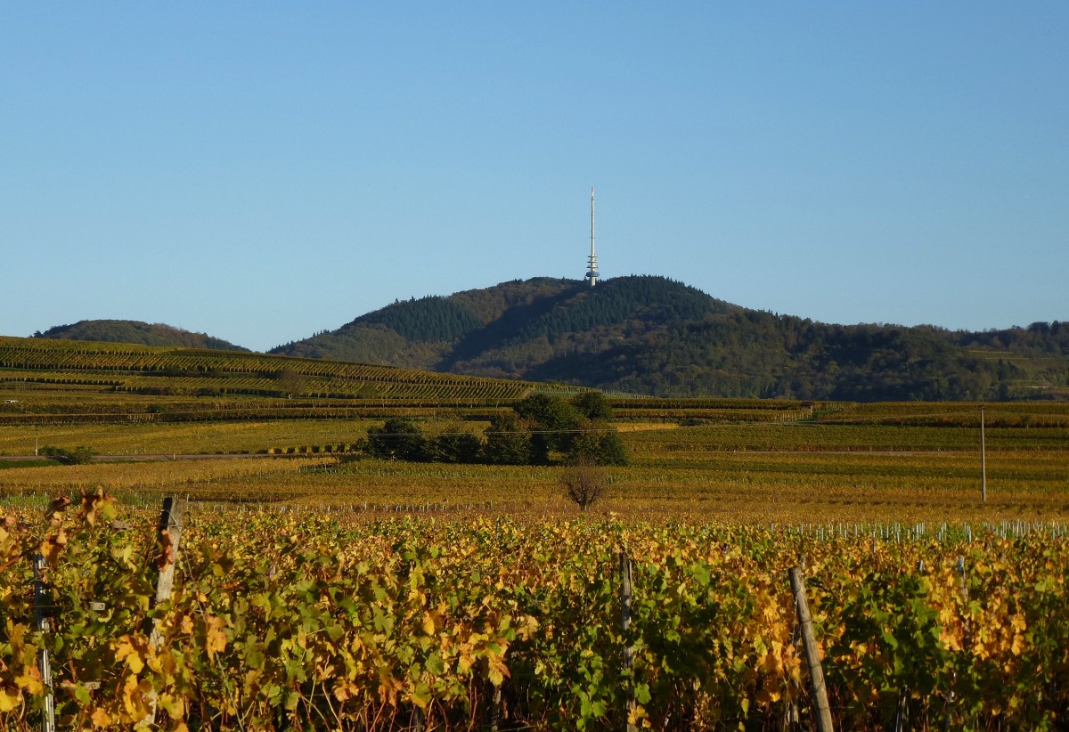 Kaiserstuhl, Blick ber die herbstlich gefrbten Weinfelder zum Totenkopf (557m) im Abendlicht, Okt.2013