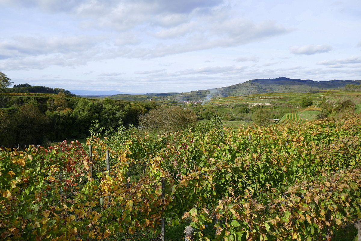 Kaiserstuhl, Blick über die herbstlichen Weinberge bei Bickensohl, Okt.2019