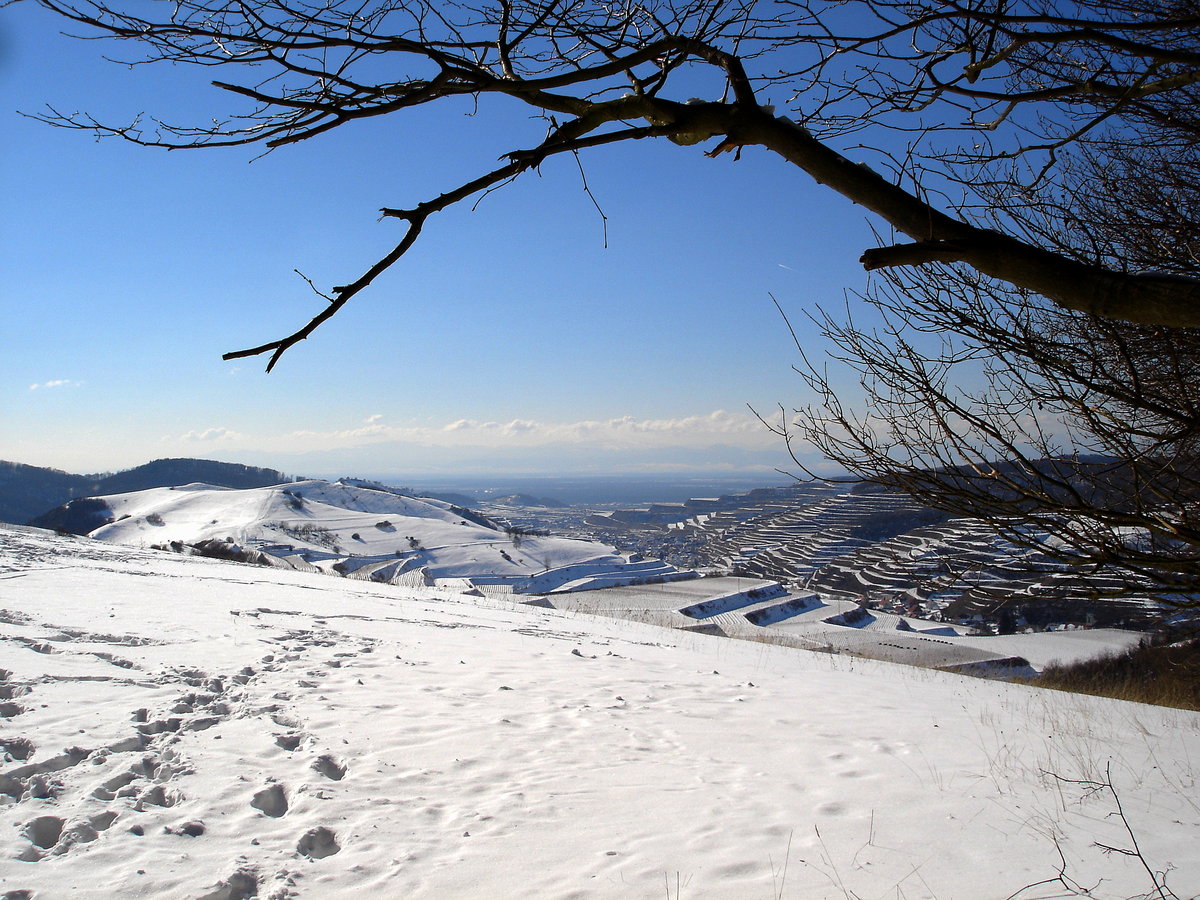 Kaiserstuhl, Blick ber die verschneiten Weinterrassen Richtung Westen in die Rheinebene, Feb.2005