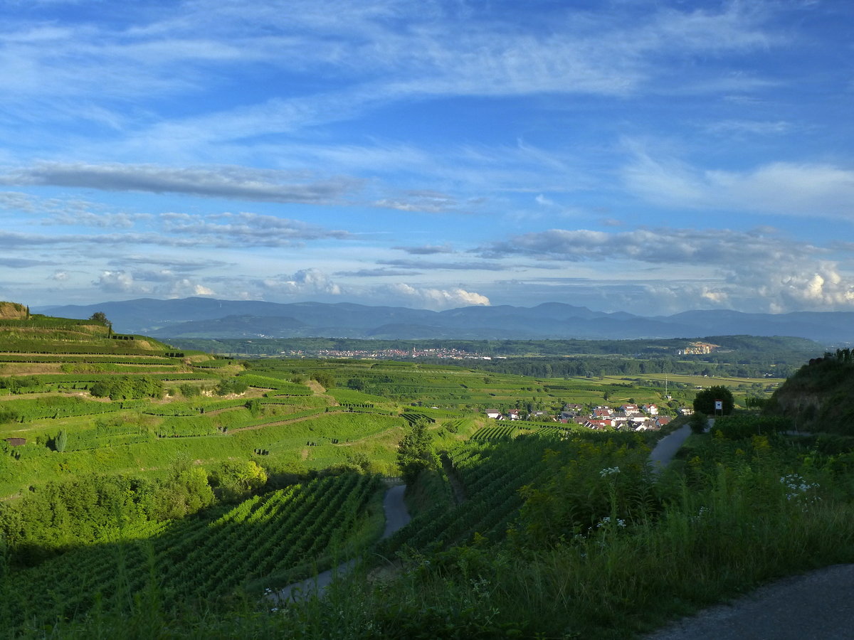 Kaiserstuhl, Blick von den Weinbergen oberhalb von Ihringen zum Tuniberg, dahinter der Schwarzwald, Aug.2016