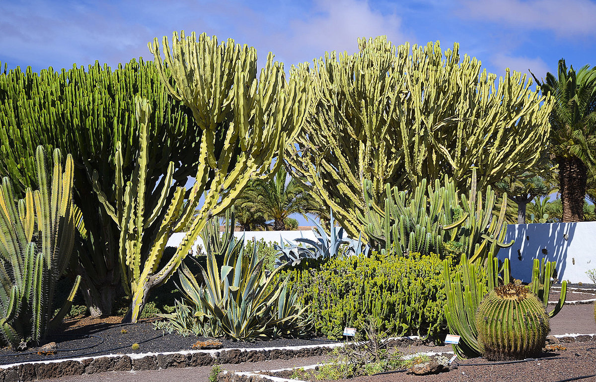 Kakteengarten an der historischen Antigua-Mühle (Molina de Antigua) auf der Insel Fuerteventura in Spanien. 