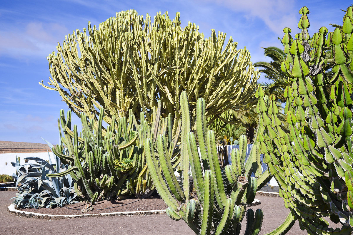 Kaktusgarten am Museo del Queso in Antigua auf der Insel Fuerteventura in Spanien. Aufnahme: 18. Oktober 