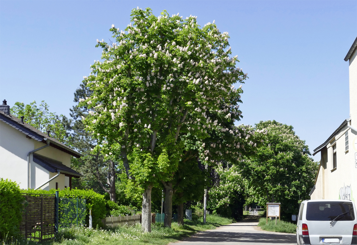 Kastanienbäume blühen in Bornheim-Rösberg - 08.05.2018