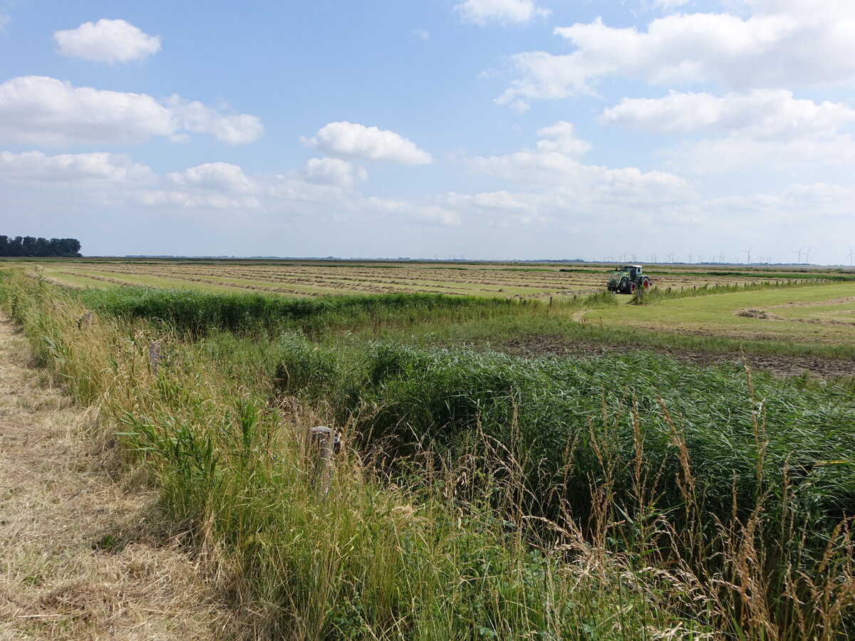 Katinger Watt bei Wesselburen, Nordfriesland (24.07.2021)