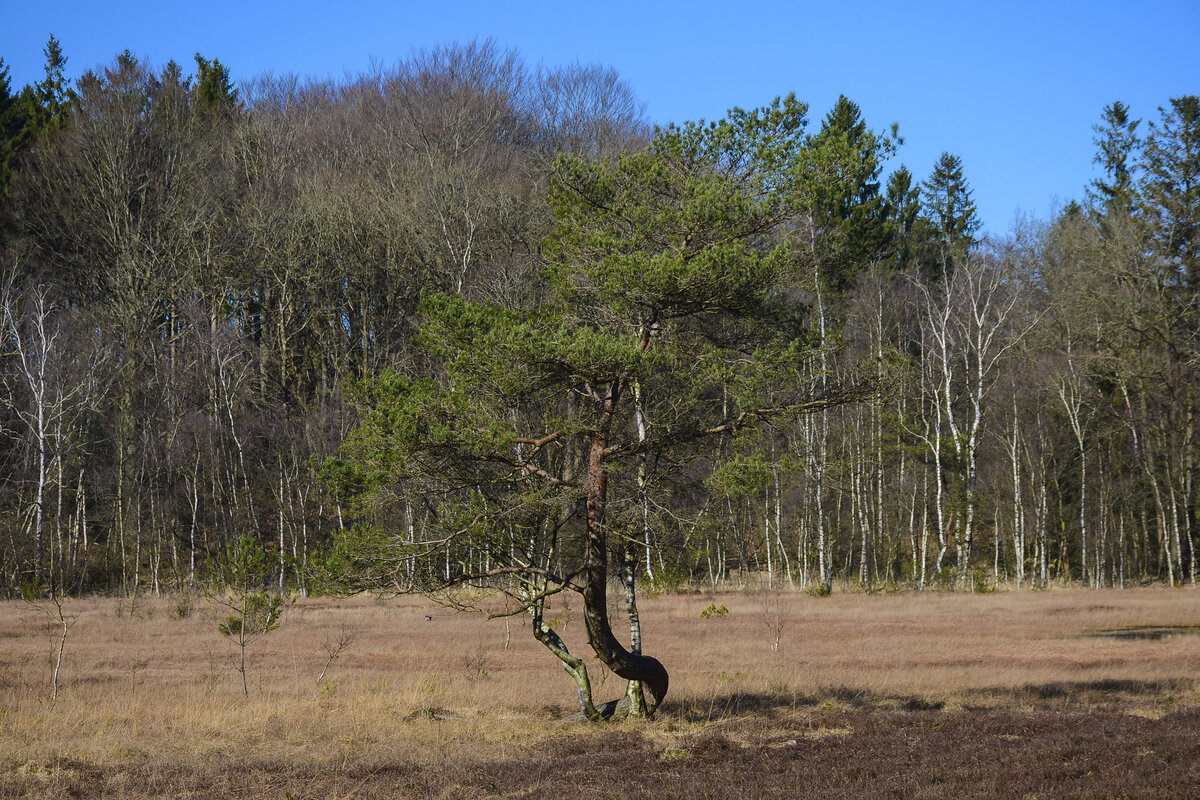 Kiefer im Naturschutzgebiet Fröruper Berge südlich von Flensburg. Aufnahme: 27. Februar 2022.